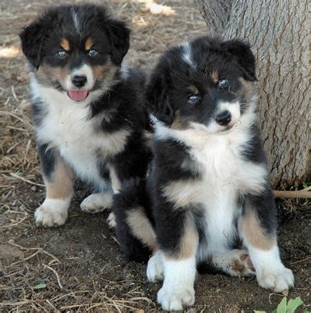 These mini australian shepherd puppies are playful & love to be with their family. Free Australian Shepherd Puppies.... - Sydney, Australia ...