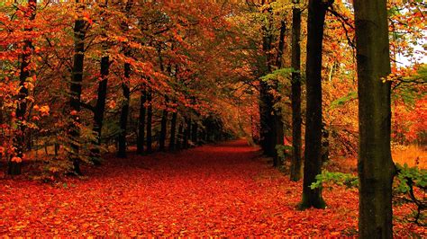 10 Best High Definition Autumn Wallpaper Full Hd 1080p For Pc Background 2021
