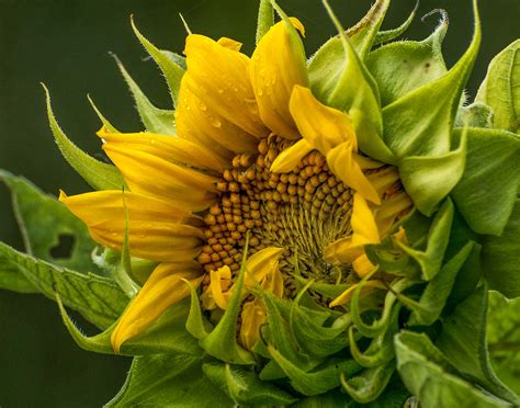 Sunflower Side View Opening Carole Saar Flickr
