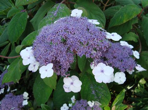 Filehydrangea Aspera Macrophylla1ume Wikimedia Commons