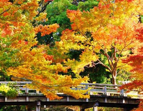 The 4 Best Places To See Fall Foliage In Vancouver