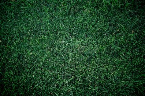 Dark Green Grass For Background Dark Green Lawn Background Close Up Stock Photo Image Of