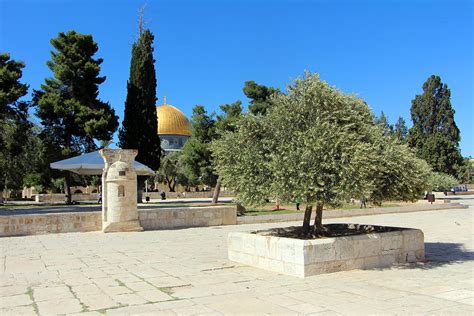 Trees At Al Aqsa Photograph By Munir Alawi Fine Art America