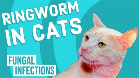 First Signs Of Ringworm In Cats