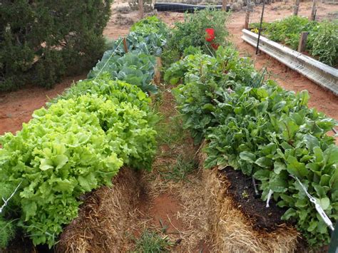 Straw Bale Gardening 101 An Introduction