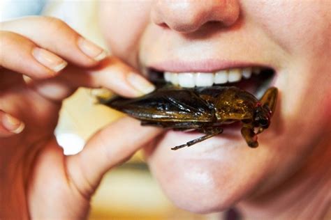 edible insects as alternative protein consumer perceptions explored