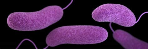 Vibrio Flesh Eating Bacteria Expanding Off Nc Sc Coast The State