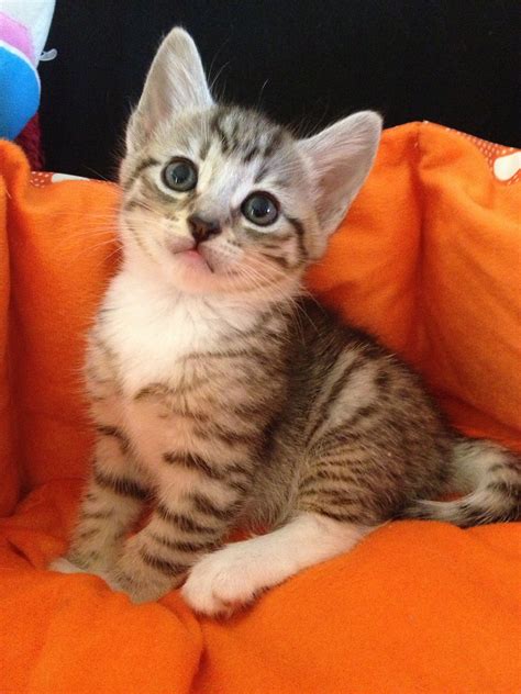 8 weeks old male tabby kitten with white socks smiling at the camera~ cats outside cat care