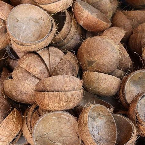 Every Month We Reclaim Thousands Of Coconut Shells That Have Been