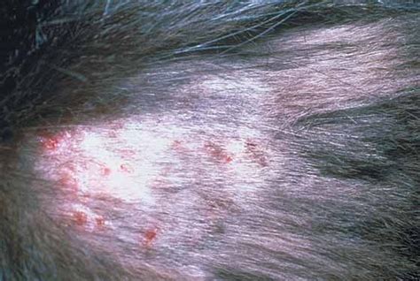 Fungal Skin Infection From Cats