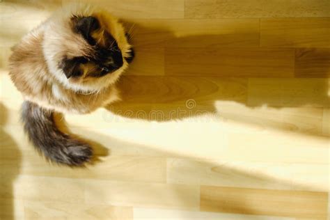 Cute Balinese Cat Sitting Comfortable In The Afternoon Sunlight That