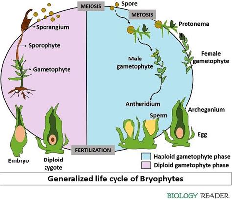 Life Cycle Of Bryophytes Meaning Asexual Sexual Reproduction The Best Porn Website