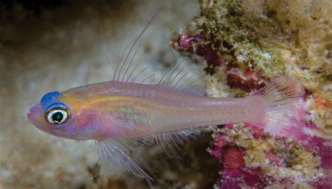 Two New Mesophotic Blue Eyed Trimma Gobies From New Guinea