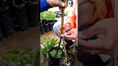 Hanya seminit sahaja dah boleh selit dan peratus kejayaan video ini menunjukkan cara melakukan cantuman mata tunas pokok tin. Cantuman mata tunas durian - YouTube