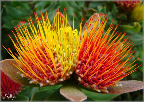 South africa is the third most biodiverse country in the world and inhabitants have for centuries employed the help of indigenous medicinal plants. Proteas (flower) PHOTOS