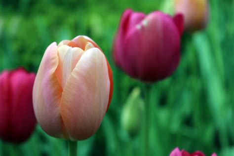 Wallpaper Id 213276 Close Up Of Pink And Purple Tulips In A Garden