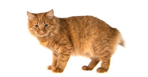 America Bobtail Cat And Kitten Characteristics Lifespan Personality