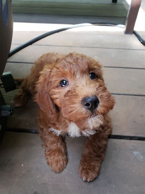 Find goldendoodles for sale in phoenix on oodle classifieds. Goldendoodle Puppies For Sale | Carmel, IN #305138