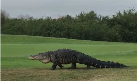 Watch Giant Alligator Casually Strolls Through Florida Golf Course