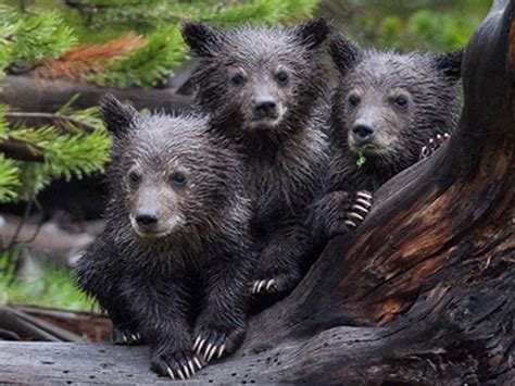 Do You Know Your Bears Bear Species Bear Animals
