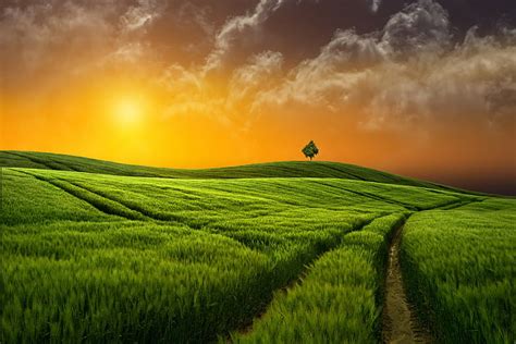 Nature Field Sunset Grass Wallpapers Hd Desktop And Mobile Backgrounds