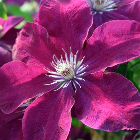 Clematis Rouge Cardinal Superior Quality Climbers Thorncroftclematis