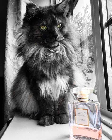 As soon as i saw the image my mind clicked into the beginnings of a 1930's style detective story, it was a lousy night in chicago. Thor black smoke Maine coon cat http://www.mainecoonguide ...
