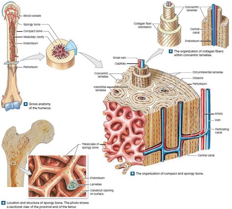 Human Skeleton Skeletal System Function Human Bones