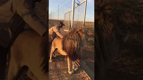Amazing Lion And Human Interaction With Thulani At Gg Conservation