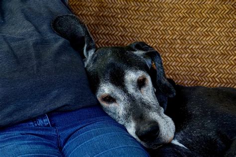 Senior Dogs Part Ii The Joys Of Loving An Elderly Dog Vmbs News