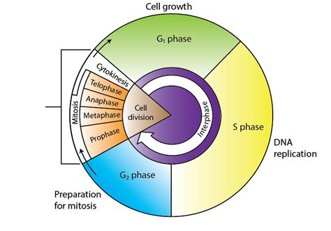 Cell Cycle Phase Definition Fours Phases Of Cell Cycle Division