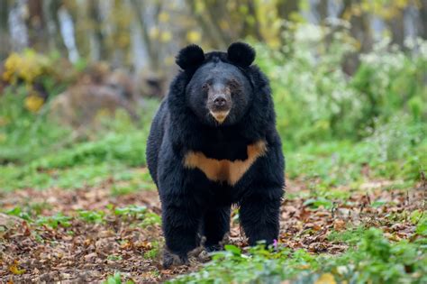 Asiatic Black Bear Bears In Mind