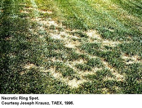 Necrotic Ring Spot Texas Plant Disease Handbook