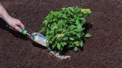 The general rule is to choose a fertilizer that improves root development and boosts the size and color of the blooms. Slow Release Fertilizer For Hydrangeas | Cromalinsupport