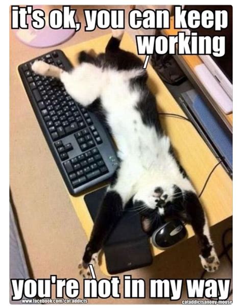 Pin by Rebecca Rogers on PUPPIES AND KITTYS (With images) | Funny