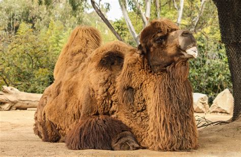 Filebactrian Camel Wikimedia Commons