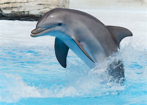 El Delfín Fotos De Animales