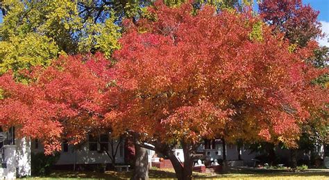 110113 Hutchinson Ks Kansas Autumn Tree Plants Beautiful Fall