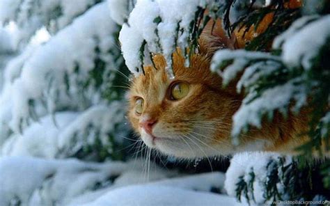 Cute Winter Cats Wallpapers Wallpaper Cave