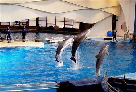National Aquarium May Close Its Dolphin Exhi Wbal Radio 1090 Am