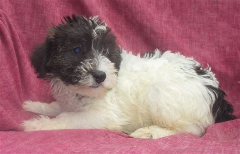 Schnoodle Dog Breeder And Puppies For Sale New Windsor Md Windsor