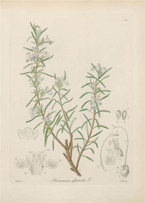 Rosemary Vintage Botanical Prints Herbs Medicinal Plants