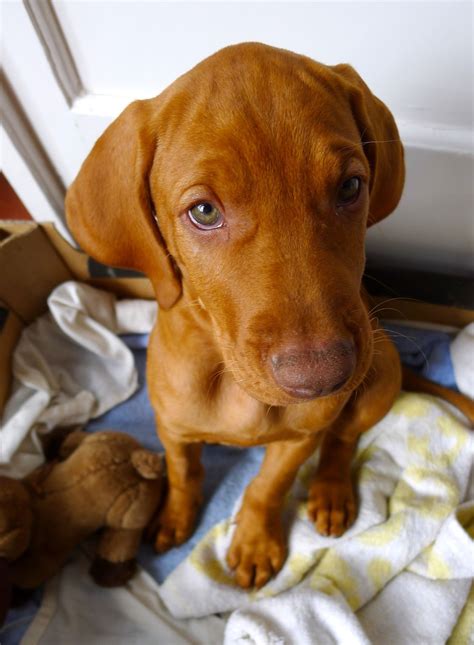 Mardelblog Vizsla Dogs Cute Dogs Vizsla