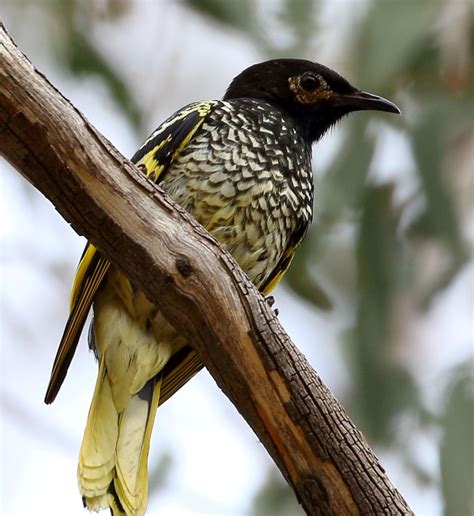 Our Critically Endangered Honeyeater Watershed Landcare Incorporated