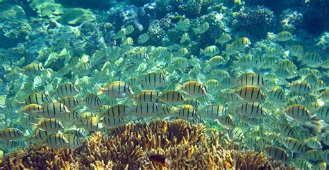 Disappearance Of Coral Reefs Drastically Altered Marine