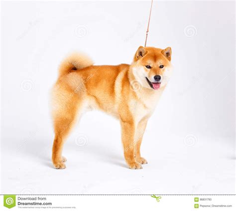 Shiba Inu Dog On A White Background Stock Image Image Of Cheerful