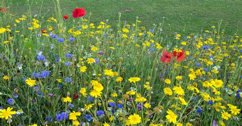 Create A Wildflower Meadow A Simple Guide From Tcv