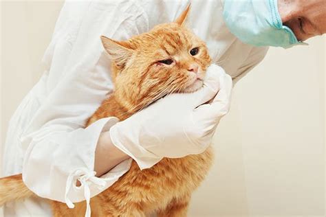 Fatty Skin Tumors In Cats Symptoms Causes Diagnosis Treatment