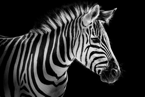 Zebra Wallpapers High Quality Download Free