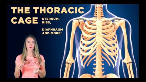 The Thoracic Cage The Sternum Manubrium Xiphoid Process And More